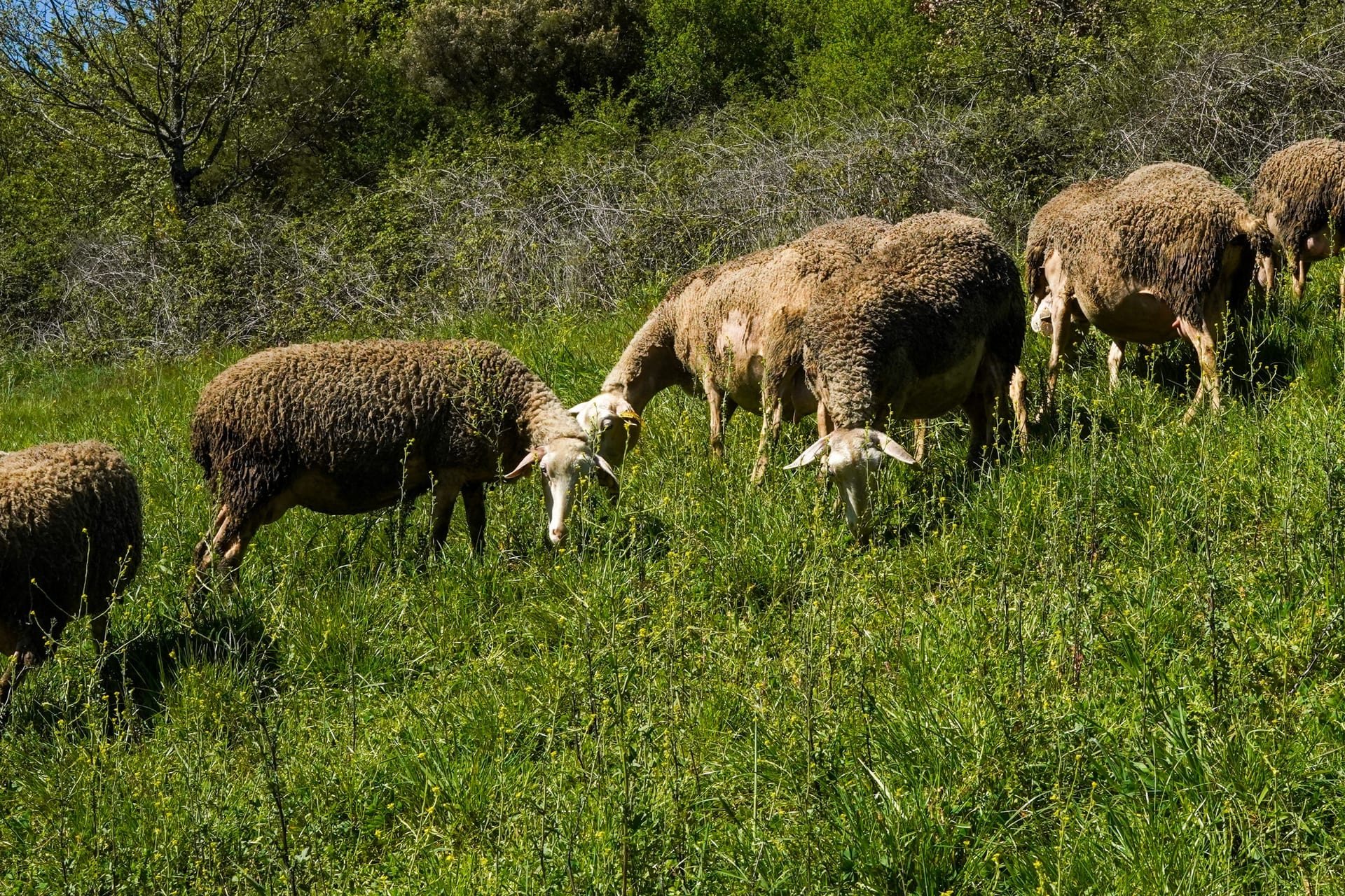 Troupeau de brebis sur le causse de l'Aveyron, héritières du berger de la légende, partenaires de la maison Carles